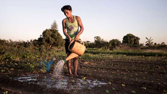 Eine Frau wässert ein Feld in Tulear/Madagaskar.