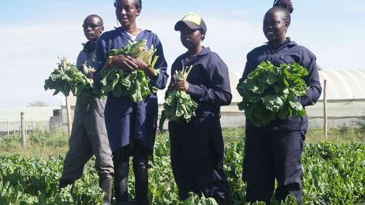 Junge Menschen stehen während der Ernte auf dem Feld, Kenia 2020.