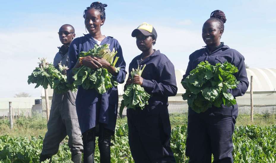 Junge Menschen stehen während der Ernte auf dem Feld, Kenia 2020.
