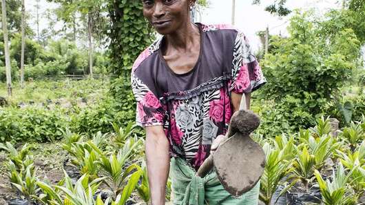 Eine Frau arbeitet mit einem Pflug auf einem Feld, auf dem Bäume wachsen in Nord-Kivu, Demokratische Republik Kongo.