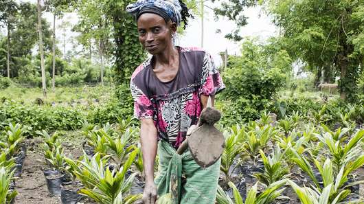 Eine Frau arbeitet mit einem Pflug auf einem Feld, auf dem Bäume wachsen in Nord-Kivu, Demokratische Republik Kongo.