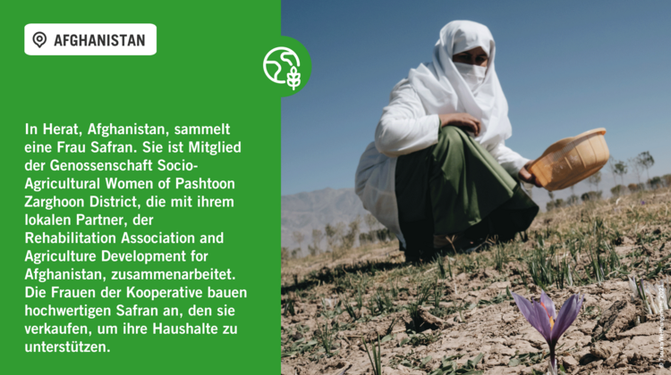 Welthunger-Index 2022: Safrananbau in Afghanistan