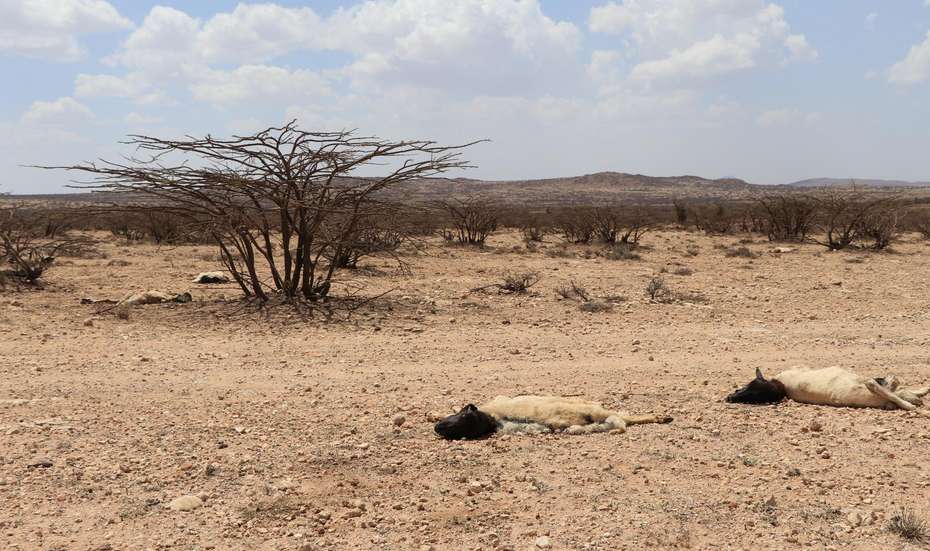Bei der Dürre in Somaliland 2017 verendeten diese Schafe.