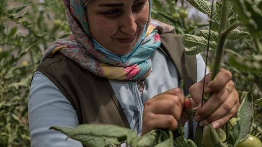 Eine Frau umgeben von grünen Pflanzen. Sie befestigt eine Tomatenpflanze.