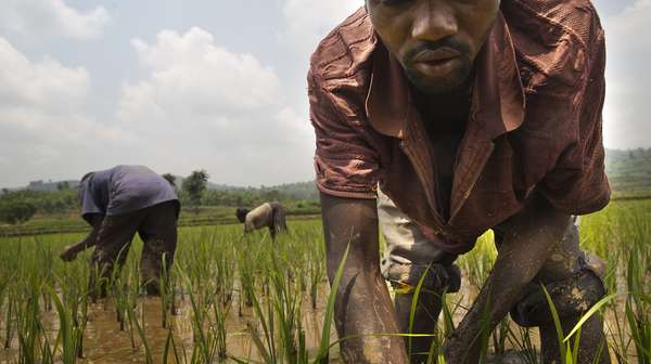Ruanda 2014, Feldarbeiter auf den Reisfeldern.