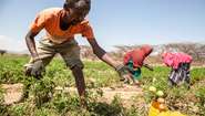 Gemüseanbau in Somaliland