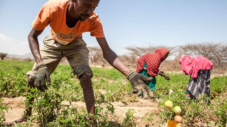 Ein Kleinbauer erntet Tomaten in Somaliland