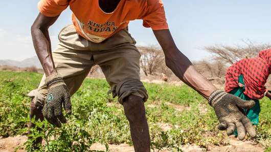 Gemüseanbau in Somaliland