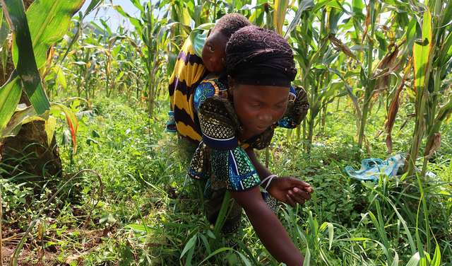 Eine Frau trägt ihr Baby auf dem Rücken, während sie auf dem Feld arbeitet, Kongo 2021.