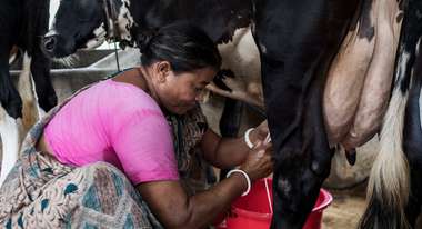Eine Frau beim Melken einer Kuh.