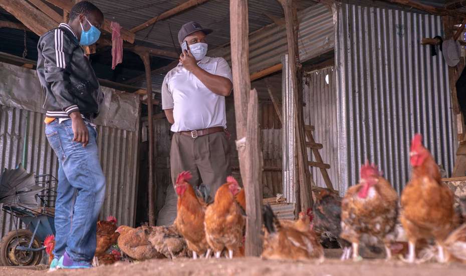 Poultry farmer, Nairobi