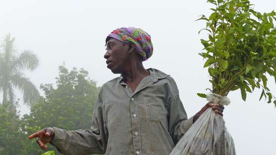 Eine Frau trägt einen Obstbaumsetzling in der Hand