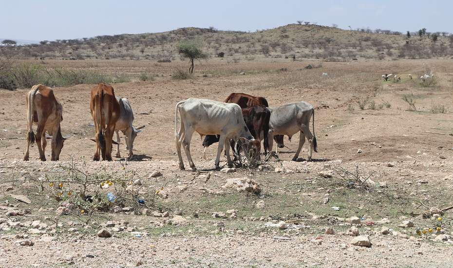 Dürre in Somaliland 2017: Abgemagerte Kühe grasen in der Nähe von Borama.