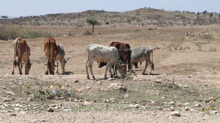 Dürre in Somaliland 2017: Abgemagerte Kühe grasen in der Nähe von Borama.