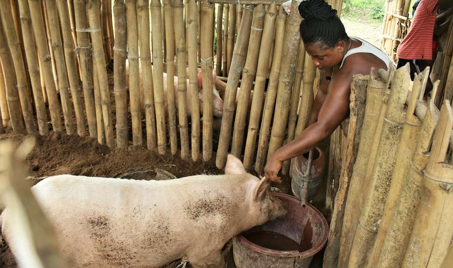 Frau schüttet mit einer Gießkanne Wasser in den Trog für ihre Schweine.