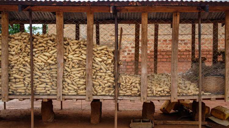 Ein Lager für Maiskolben in Uganda, 2020.