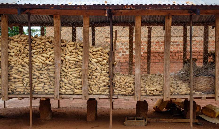 Ein Lager für Maiskolben in Uganda, 2020.