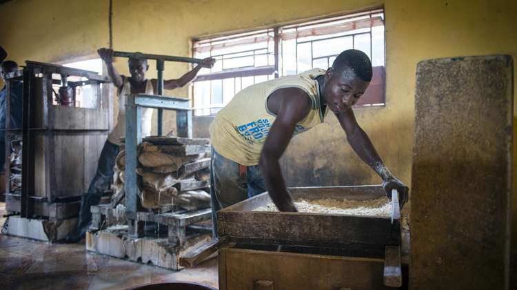 SkillUp!: Maniok Produktion in Sierra Leone
