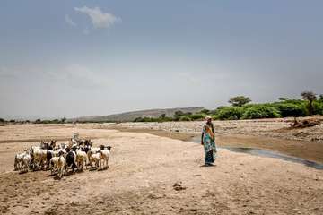 Für Betroffene der Überschwemmungen in Ostafrika spenden: Die Dürre am Horn von Afrika gefährdet die Nutztierbestände der ländlichen Bevölkerung in Somaliland.