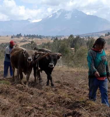 Feldarbeit mit Kühen und Pflug, Peru. 