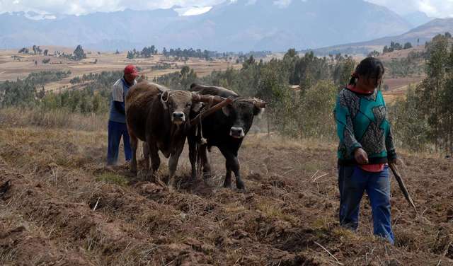 Feldarbeit mit Kühen und Pflug, Peru. 