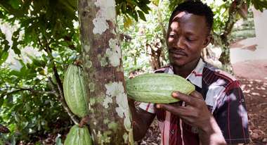 Ein Mann steht an einem Baum und schaut sich eine Kakaofrucht an.