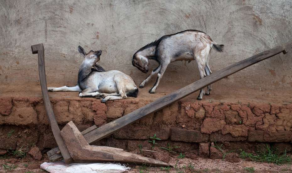Ziegen auf Mauer, Indien 2020.
