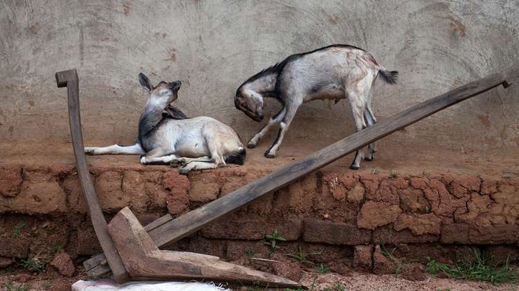 Ziegen auf Mauer, Indien 2020.