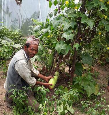 Nachhaltiger Garten: Ein Mann kniet im Gewächshaus und hält eine Zucchini in der Hand.