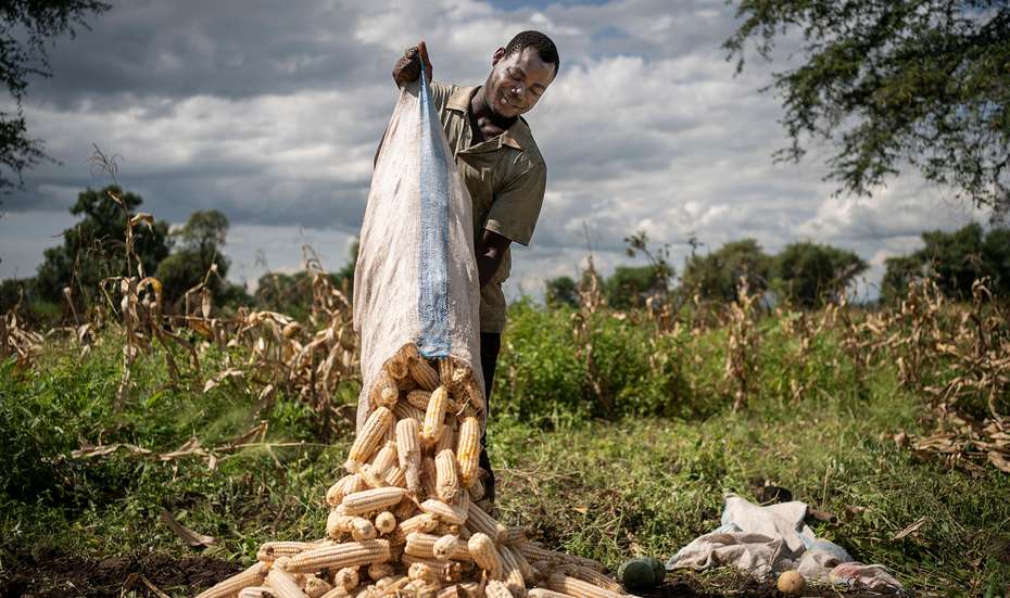 Landwirt Isaac Madido bei der Maisernte im Dorf Chejero, Malawi