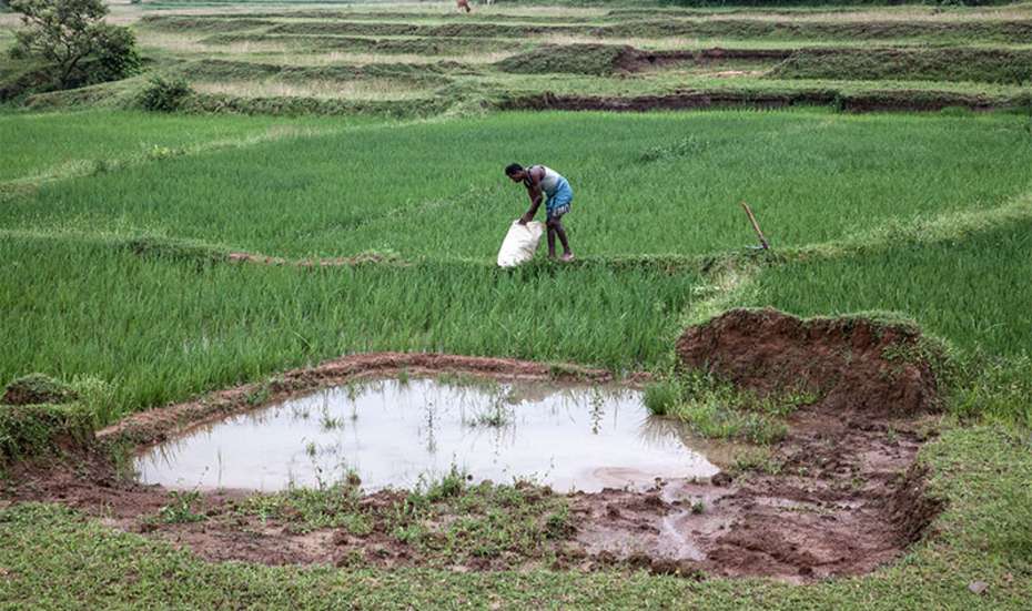 Reisbauer bei der Ernte m Dorf Dharwa, Jharkand, Indien.