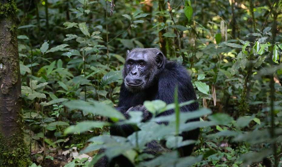 Schimpanse im uganischen Nationalpark Kibale