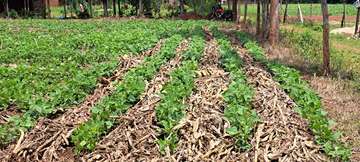 Carbon Farming mit Kleinbauern in Ostafrika