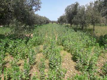 Ein Agroforstsystem mit Olivenbäumen und Lupinen in Italien, in dem zwei Anbauprodukte komplementär angebaut werden.