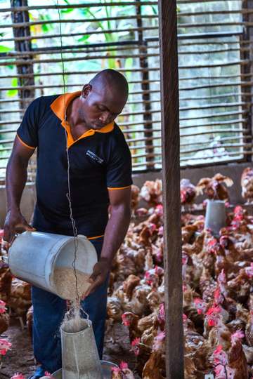Nigeria Delta Hühnerzucht
