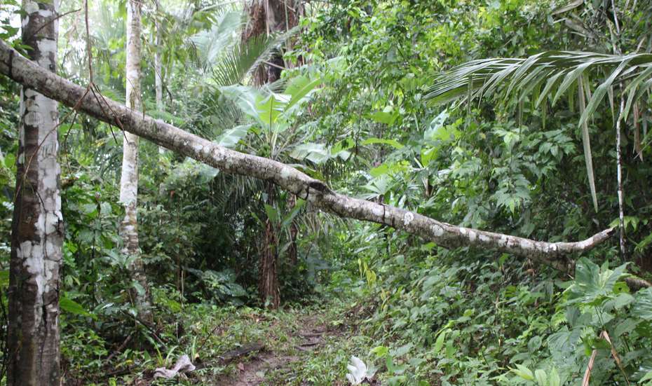 Nur ein kleiner Weg führt durch die starke Vegetation des Regenwaldes, Peru 2022. 