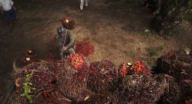 Menschen bei der Palmöl-Ernte.