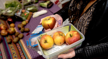 Lebensmittelverschwendung stoppen. Bild: Eine Frischhaltebox mit drei Äpfeln.