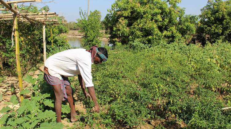 Ganeshwar Madi arbeitet auf seinem Gemüsefeld, Malkangiri, Indien 2023.
