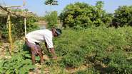Ganeshwar Madi arbeitet auf seinem Gemüsefeld, Malkangiri, Indien 2023.