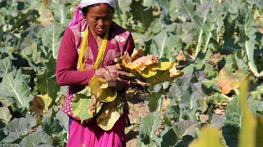 Kleinbäuerin Kalisaka bei der Feldarbeit in Salyan, Nepal.
