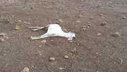 Tote Ziege - Dürre in Äthiopien