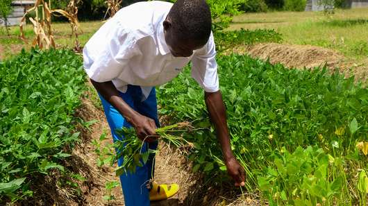 Aleper Stephen aus Uganda erntet Gemüse.