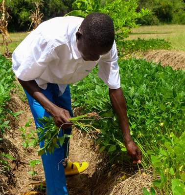 Aleper Stephen aus Uganda erntet Gemüse.