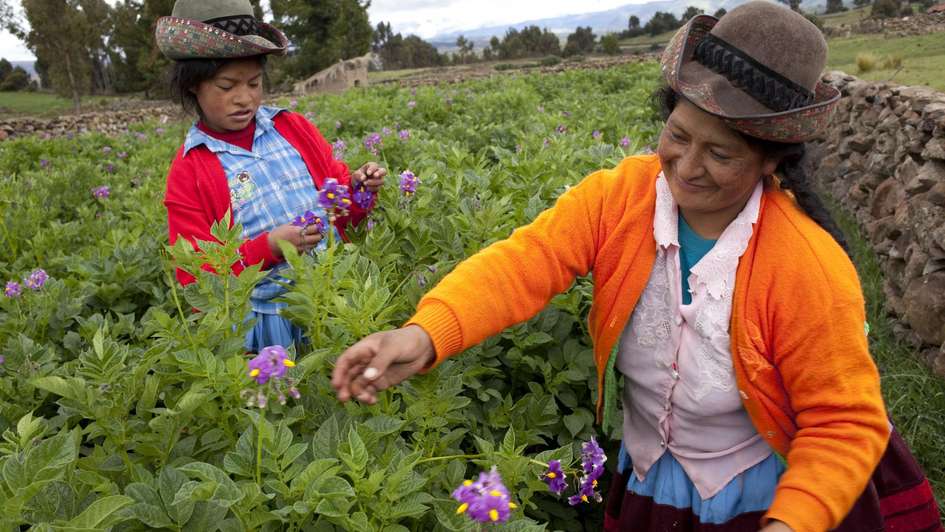 Zwei Peruanerinnen arbeiten auf dem Feld