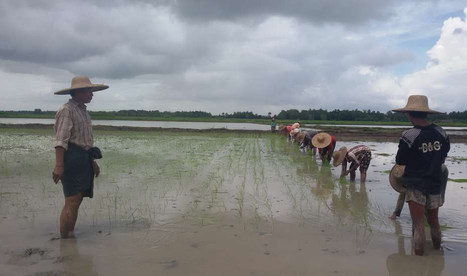 Bauern bei der Reisaussaat, Myanmar 2021.