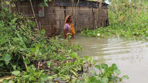 Eine Frau betrachtet "schwimmende Gärten" in Bangladesch