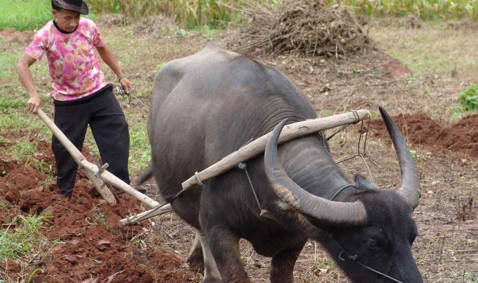 Reisanbau in Laos