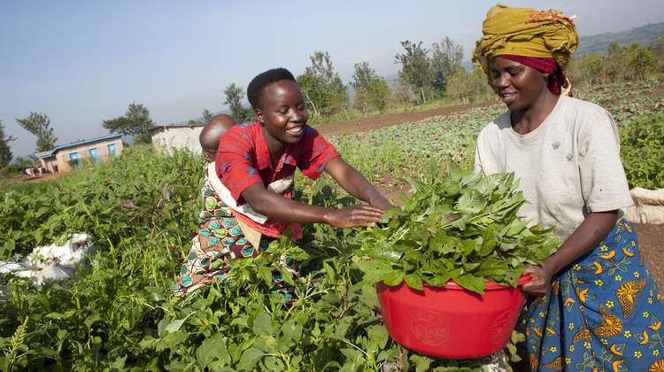 Zwei Frauen einer Elterngruppe ernten Gemüse für eine Schulspeisung in Burundi.
