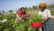 Zwei Frauen einer Elterngruppe ernten Gemüse für eine Schulspeisung in Burundi.